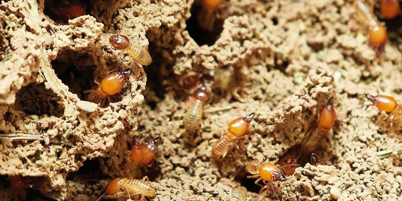 termites-3367350_1280