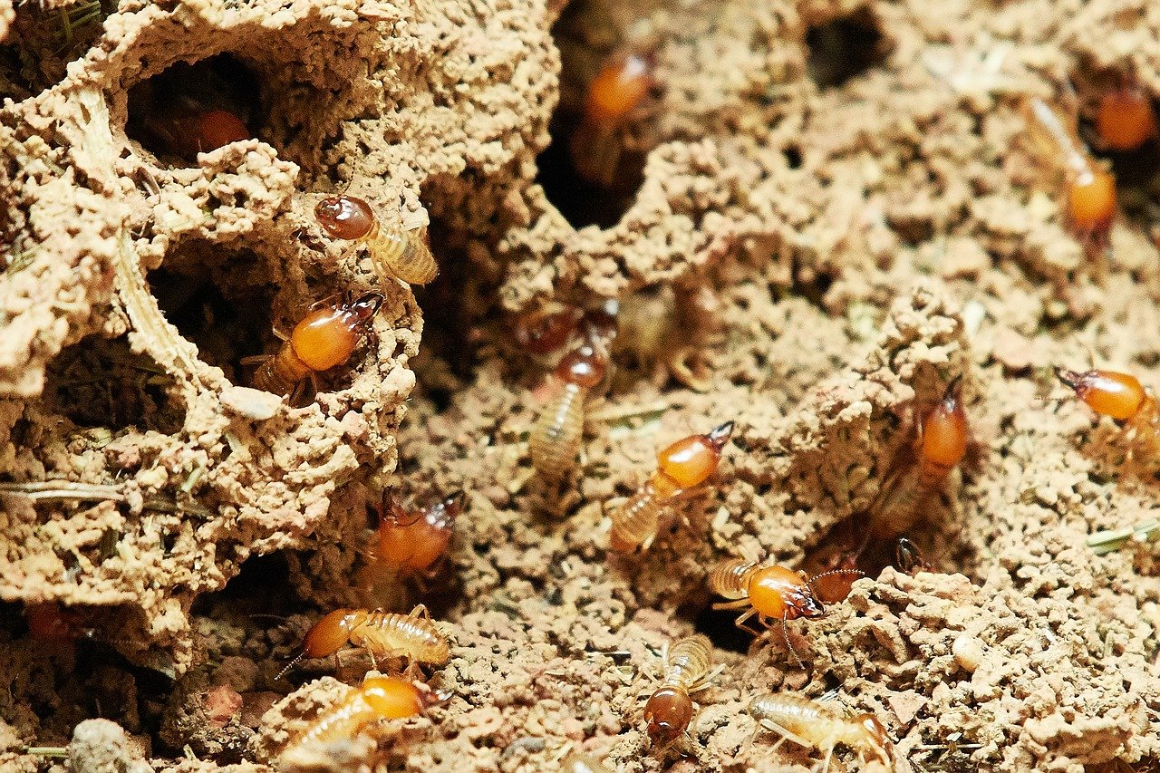 termites-3367350_1280